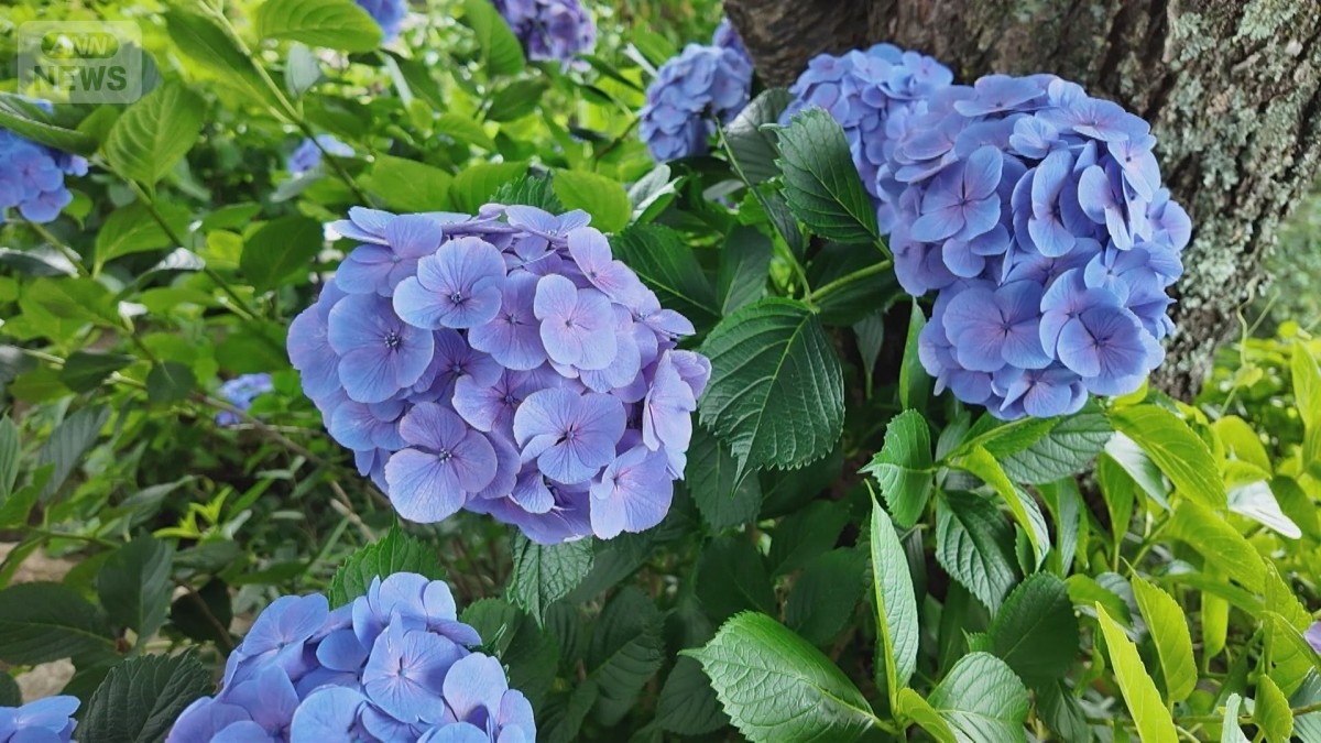 絶景 池一面に広がる紫陽花「水中華」梅雨彩る“花の絨毯”に殺到 茨城