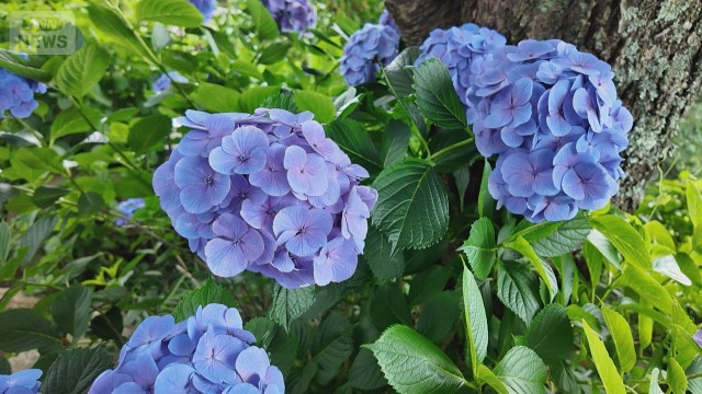 絶景 池一面に広がる紫陽花「水中華」梅雨彩る“花の絨毯”に殺到 茨城・雨引観音