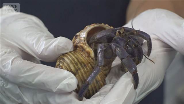 奄美大島で天然記念物「オカヤドカリ」12.8kg無許可捕獲か　中国籍の男2人逮捕