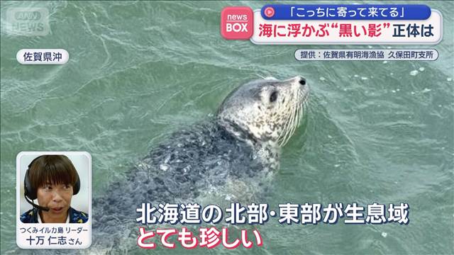 海に浮かぶ“黒い影”正体は　「こっちに寄ってきてる」