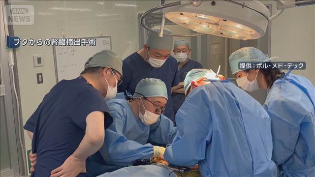 腎不全患者に遺伝子を改変したブタの腎臓を移植へ　再来年にも国内で初治験