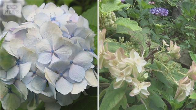 “消えたアジサイ”絶景名所で被害　なぜ？誰が？ 防カメに“食害”一部始終
