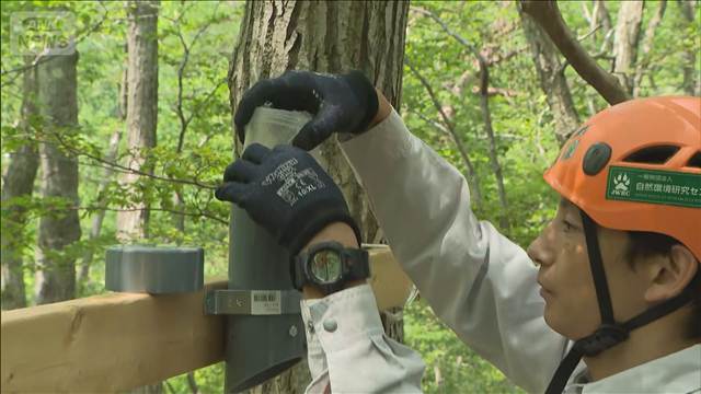 環境省がクマ個体数調査開始 東北地方などに800台超のカメラ設置 個体数推計し公表へ