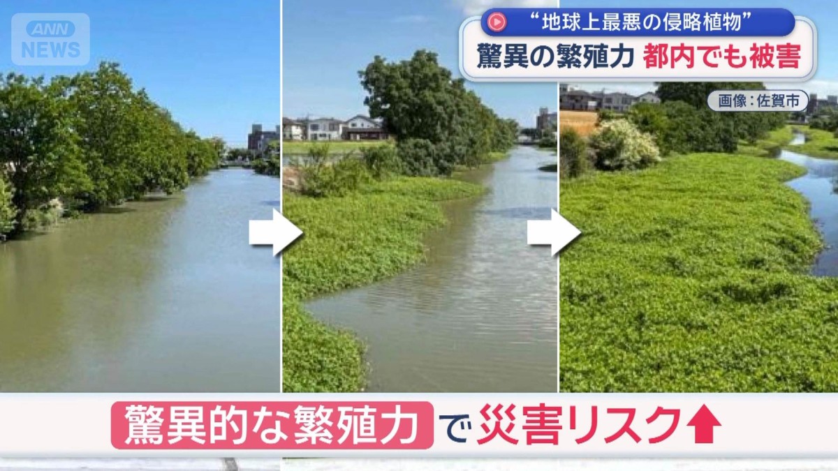 驚異の繁殖“地球上最悪”侵略植物に秘密兵器　中華料理でおなじみ「あの食材」で対抗