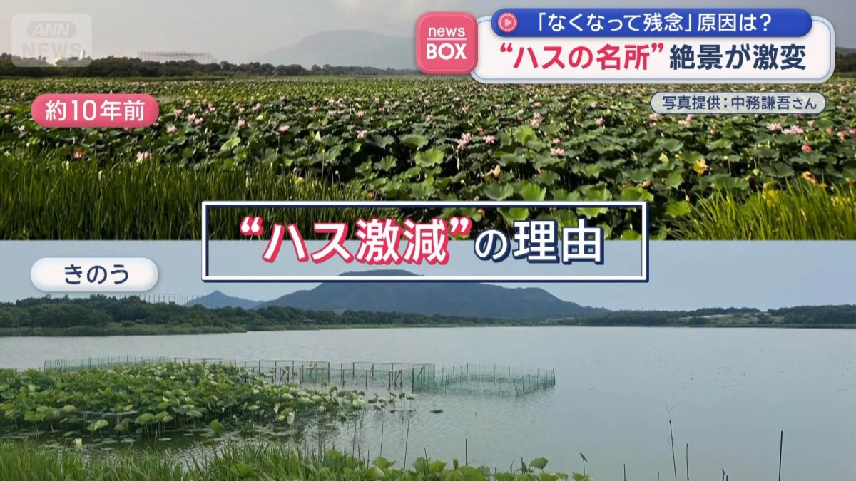 “ハスの名所”絶景が激減 「なくなって残念」 原因は？