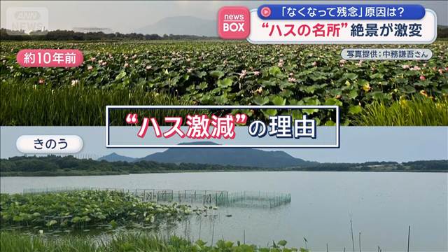 “ハスの名所”絶景が激減 「なくなって残念」 原因は？