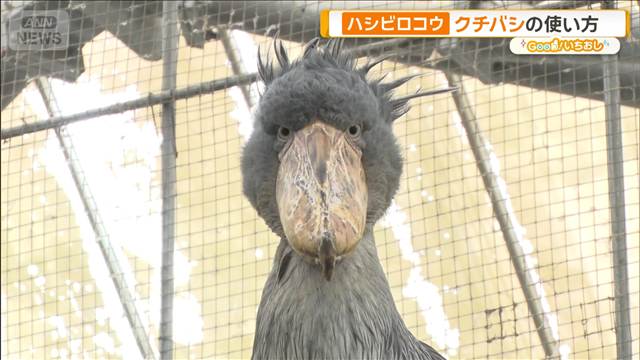クチバシで知る鳥の生態　ハシビロコウに…絶滅危惧種のレア鳥も【グッド！いちおし】