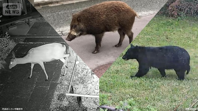 致死率27％“マダニ感染症”　クマがウイルス“運び役”に？