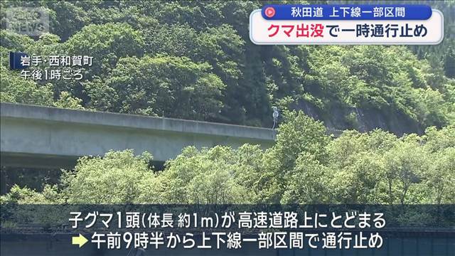 岩手県の高速道路にクマ出没　秋田自動車道の上下線 一部区間で一時通行止めに