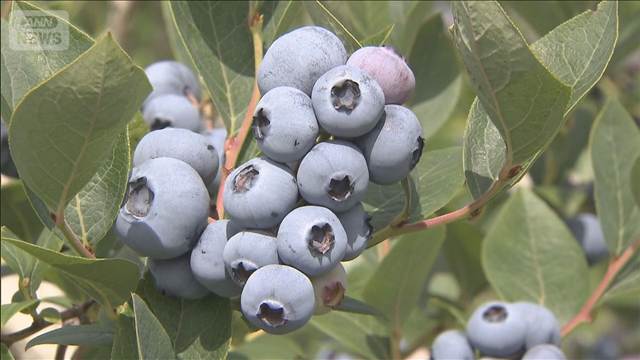 夏の味覚… ブルーベリー狩りが最盛期　山梨・北杜市