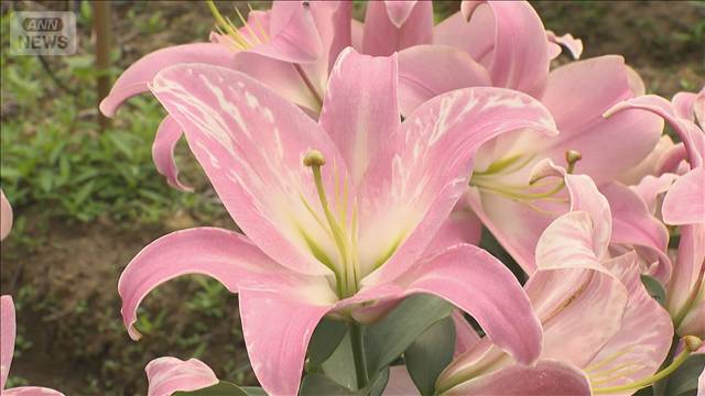 初夏を彩るユリの花が見ごろ 色とりどり24品種4700本　富山