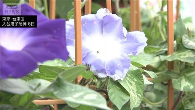 下町の夏の風物詩「入谷朝顔まつり」　東京・台東区