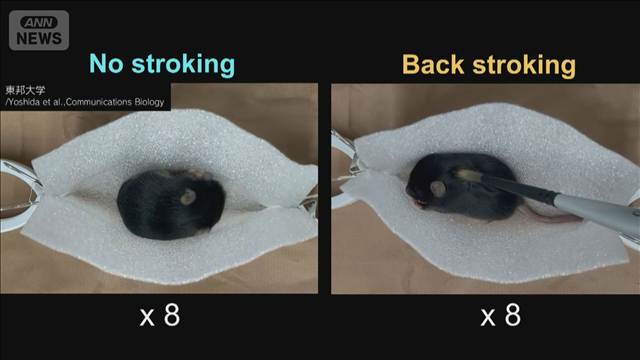 なでられると赤ちゃんが落ち着くメカニズム　東邦大学などの研究チームが解明