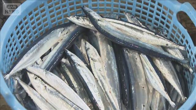 サンマ初水揚げ　過去最高値1kg44万円　釧路でサンマの流し網漁が解禁