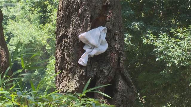 アシナガバチに刺され搬送 小中高生ら15人いずれも軽症　茨城・つくば市