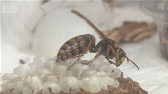 スズメバチに15人が刺され搬送　気温が上昇し活動が活発　茨城・つくば市の遊歩道で