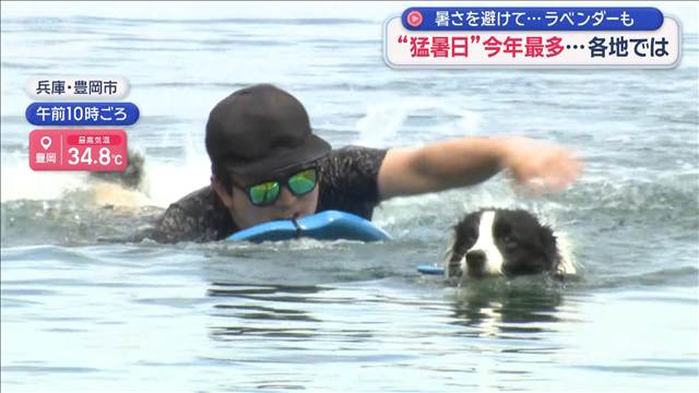 “猛暑日”今年最多…各地では　暑さを避けて…ラベンダーも