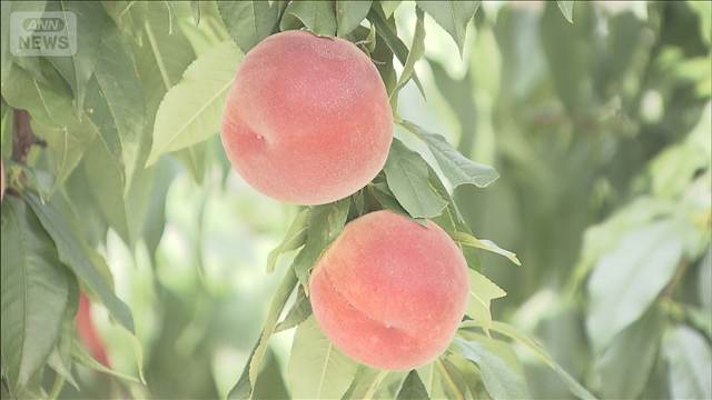 初夏の味覚 桃狩り始まる　食べ放題で旬を堪能　山梨・笛吹市