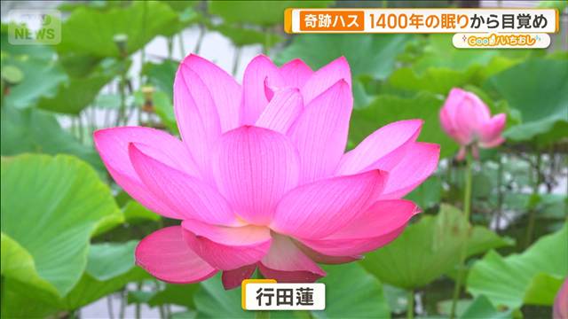 恐竜も見た？ハス1億年の歴史　1400年の眠りから目覚めた奇跡も【グッド！いちおし】