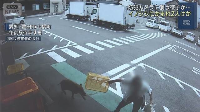 イノシシにかまれ2人けが　防犯カメラに男性を襲う様子　愛知・豊田市