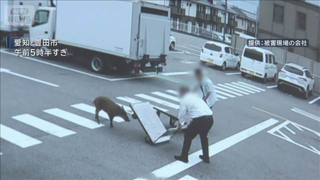 襲い掛かるイノシシに“台車”で応戦　4人けが　愛知・豊田市