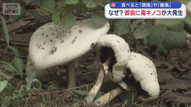 なぜ？都会に毒キノコが大発生　食べると「頭痛」や「腹痛」