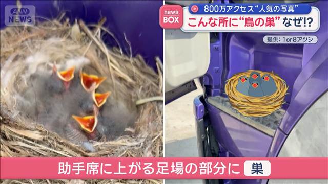 こんな所に“鳥の巣”なぜ！？　800万アクセス“人気の写真”