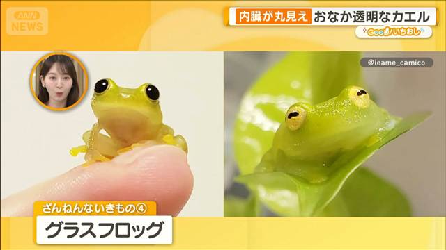 雨粒で死ぬカエル　驚くと裸になるヤモリ　ざんねんないきもの展【グッド！いちおし】