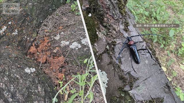 特産のウメでも特定外来生物クビアカツヤカミキリの被害　神奈川・小田原市