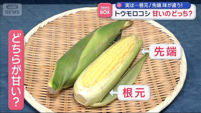 トウモロコシが今年は安い！ 根元と先っちょで違う甘さと柔らかさ