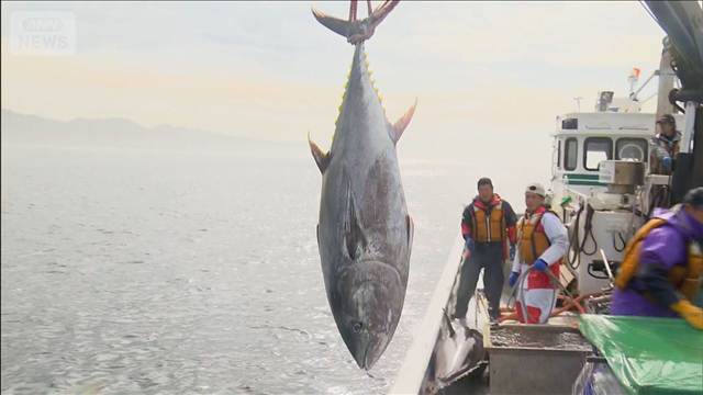 マグロの漁獲枠拡大交渉を巡りメキシコ批判　農水大臣「交渉努力を無にするもの」