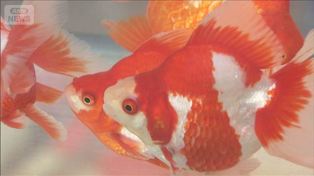 下町の夏の風物詩「金魚まつり」　東京・江戸川区