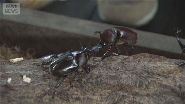 自慢のカブトムシ集結　立山町でチャンピオン大会