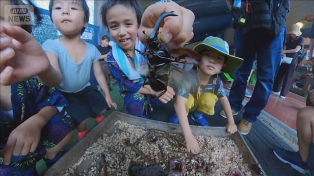 カブトムシチャンピオン大会 自慢のカブトムシ持ち寄り 優勝は8.2cmの特大サイズ 富山