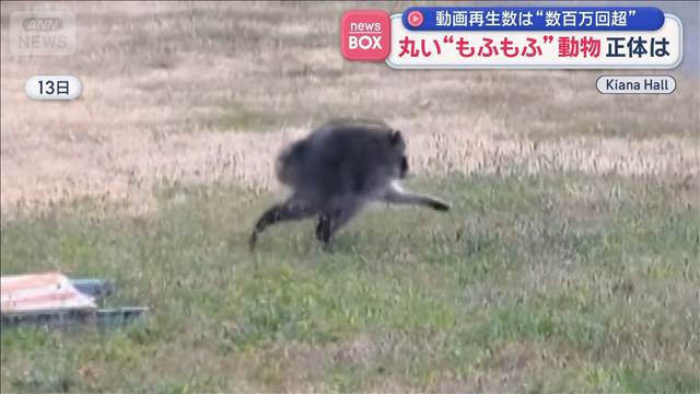 丸い“もふもふ”した生き物　世界的人気者…正体は