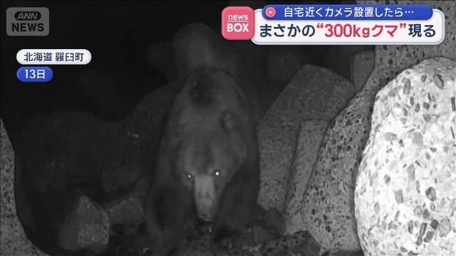 自宅近くカメラを設置したら…　まさかの“300キロクマ”現る　北海道羅臼町