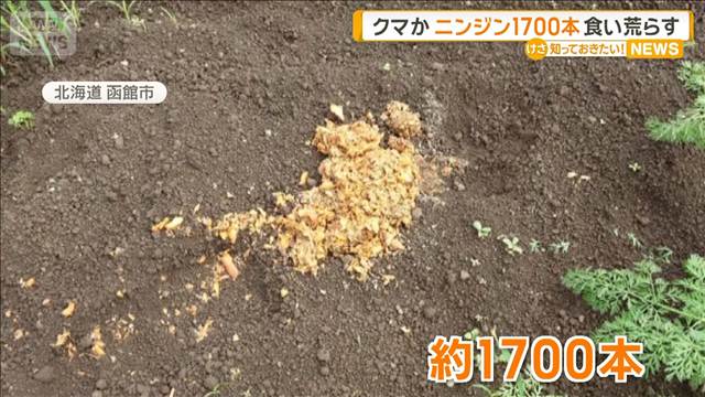 クマか　ニンジン1700本食い荒らす　現場にフンや足跡　北海道で頻繁にヒグマ目撃