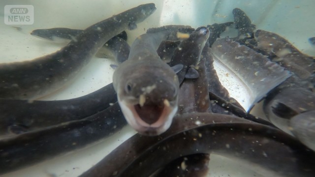 迫る土用の丑の日！温泉水で育てるウナギとは？