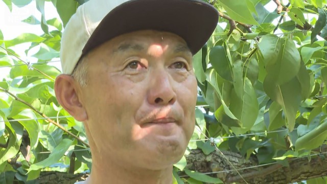 5000個盗難“梨農家辞める”一体誰が？“連続被害”に苦悩　福岡