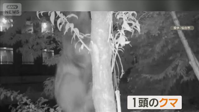 クマ目撃相次ぎ夏祭り中止　無人カメラに木に登る姿、捕獲されず　仙台市