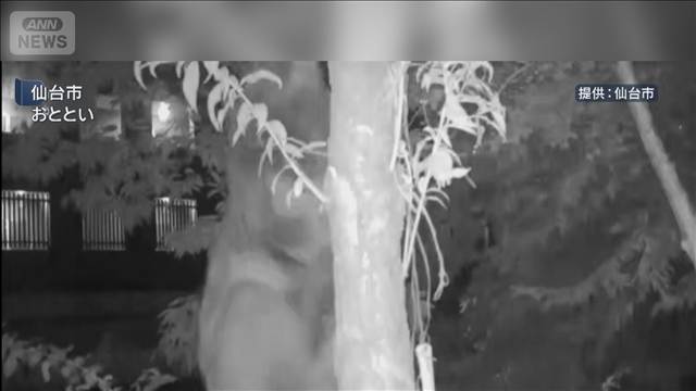 緊急銃猟でクマ1頭を駆除　周辺では目撃相次ぐ　仙台市