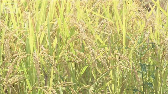 福井県JA 農家への前払い金額示せず コメ余りのため 農家「赤字価格なら百姓辞める」