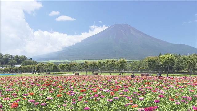 富士山麓で百日草の花が見ごろ　山梨県山中湖村