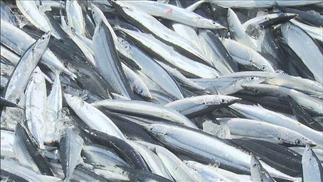 「サンマがやって来ない」去年の半分以下で過去最低予想　原因わからず漁獲量も減少か