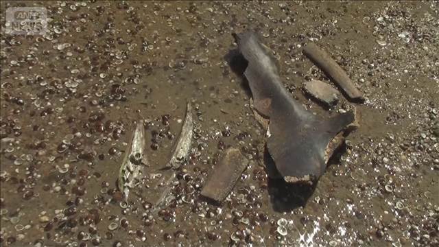 ドナウ川の川底からマンモスの化石　猛暑で水位低下し地表に…　数千年前に息絶えたか