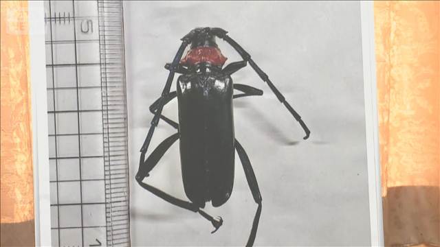 特定外来カミキリ被害　20都府県に拡大　サクラやモモなど食い荒らす　対策本部設置