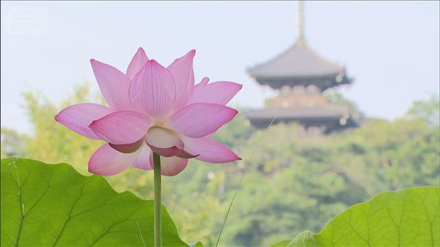 早起きで楽しむ「蓮の花」“絶景”目当てに多くの人訪れる　横浜