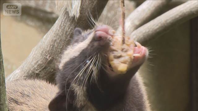 動物たちに“ひんやり”氷のおやつ　富山市
