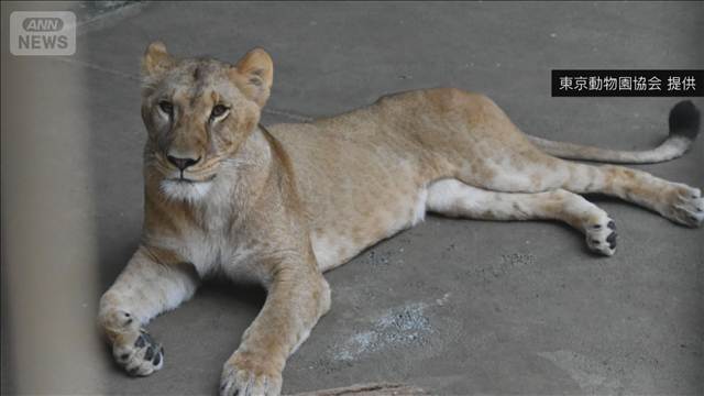 多摩動物公園のライオン3頭が死ぬ　猛暑の影響か