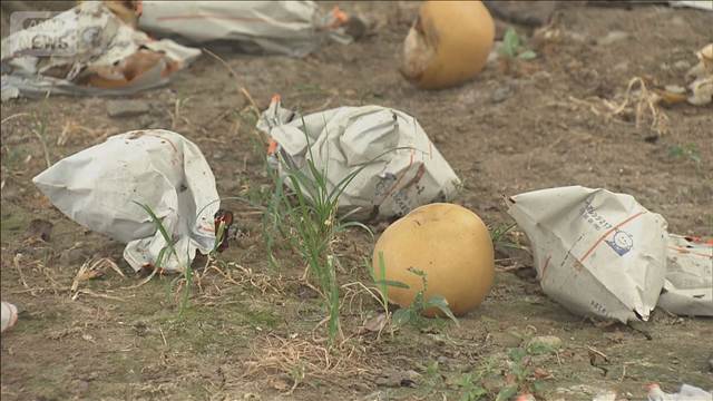 地震の影響で特産の「ブランド梨」が枝から落ちる被害　熊本・氷川町